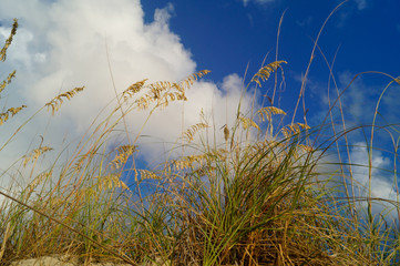 Sea oats and Blue Sky