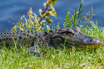 American Alligator