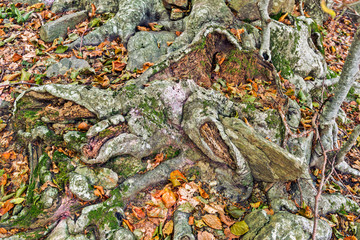 Details of a beech forest in autumn