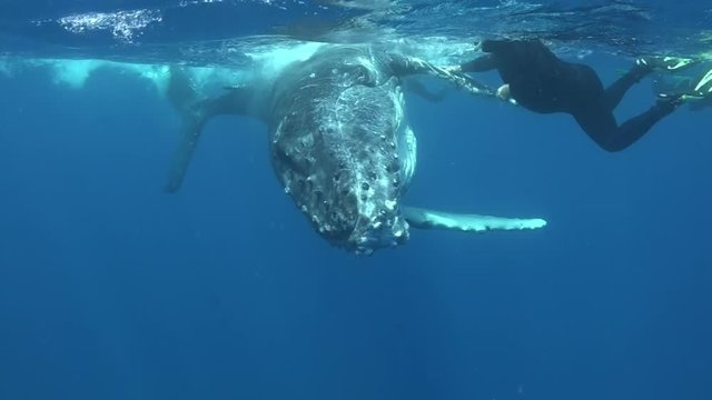 Friendship diver with whale underwater in Pacific Ocean. Swimming with Megaptera Novaeangliae whale in pure water in Tonga Polynesia. Concept of human friendship with giant sea animals in wild.