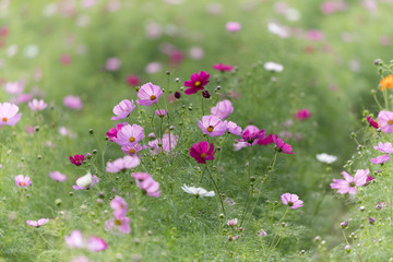 佐倉ふるさと広場のコスモス　千葉県佐倉市