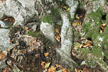 Details of a beech forest in autumn