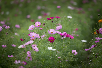 佐倉ふるさと広場のコスモス　千葉県佐倉市