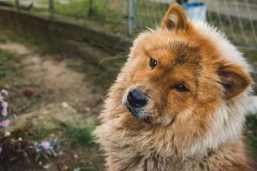 Portrait of an adorable chow-chow dog