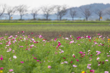 佐倉ふるさと広場のコスモス　千葉県佐倉市