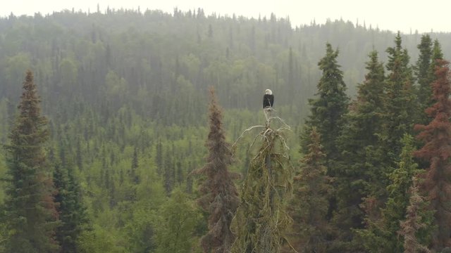 Aerial, orbit, drone view of a bald eagle, sitting on a spruce tree, in Alaskan woods, on a misty, summer day, in Alaska, USA