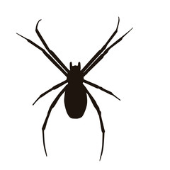 Spider Silhouette