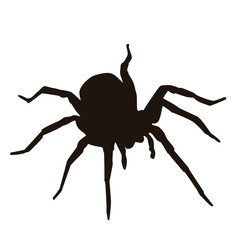 Spider Silhouette