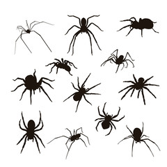 Spider Silhouette
