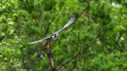新緑バックに悠然と飛ぶハヤブサの飛翔シーン