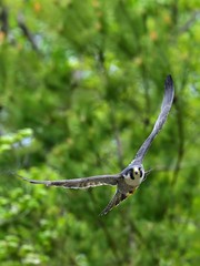 新緑バックに悠然と飛ぶハヤブサの飛翔シーン