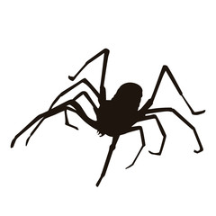 Spider Silhouette