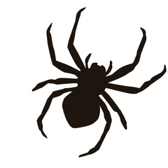 Spider Silhouette