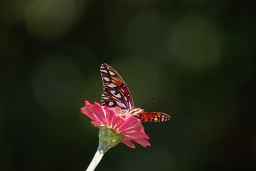 Developed using darktable 2.6.0