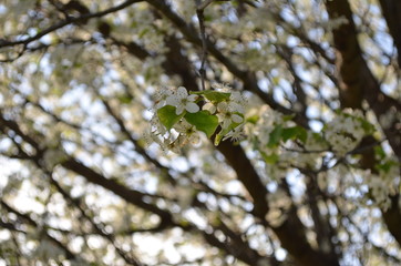 Blooming Tree