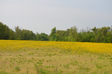 Field of Yellow
