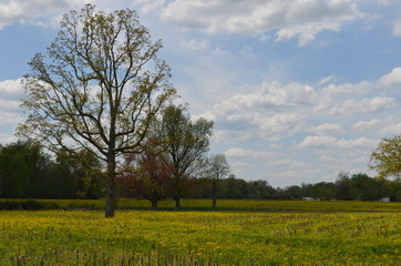 Fototapeta na wymiar Blue Skies Yellow Fields