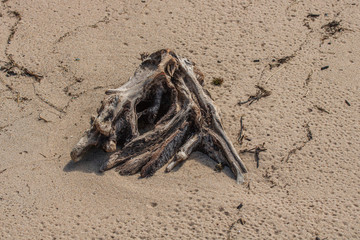 Obraz premium Close up of driftwood on beach