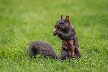 Black squirrel eating a peanut