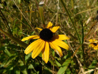 black eyed susan
