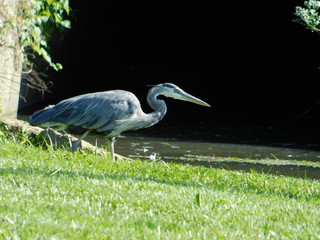 blue heron