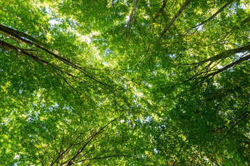 Details of a beech forest in autumn