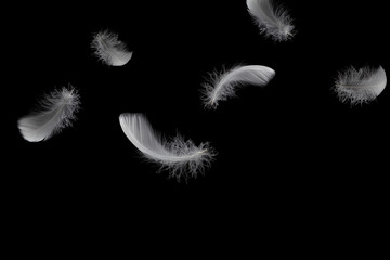 Abstract, soft white feathers falling in the air, black background