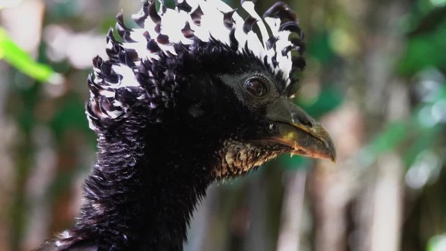 Detail portrait of bird Big Crax in the nature habitat in Brazil, South America.