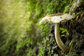 Closeup single mushroom in rain forest and morning light. Smooth green nature background. Copy space for text. Concept of abundance in nature.
