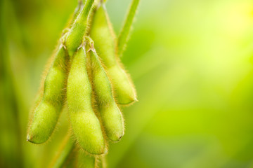 Soybeans pods on the tree and green nature background. Closeup and copy space.