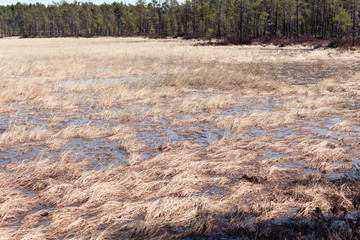 Water meadows with spring grass in swamp in forest area.