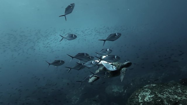 Turtle swims together surrounded by fish in undewater sea and ocean life on background of marine wildlife on Galapagos Islands. Concept peaceful relations between underwater animals and friendship.