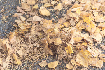Birch yellow leaves fallen from tree lie on asphalt road on an autumn day.