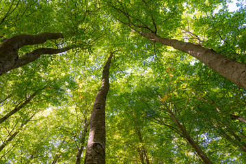 Fototapeta premium Details of a beech forest in autumn