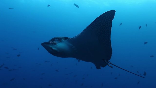 Manta rays swims on background of seabed in Pacific ocean. Amazing underwater video close up. Concept of large flow of underwater sea life and wildlife in blue lagoon.