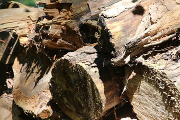 Closeup of a woodpile in the forest - rotted wood.