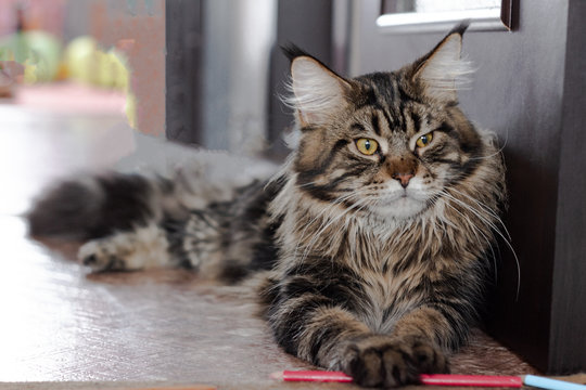 Maine Coon. The biggest cat. The big and beautiful Maine Coon cat, a black tiger with yellow eyes, lies on the floor with a pencil in its paw and looks cunningly to the side.