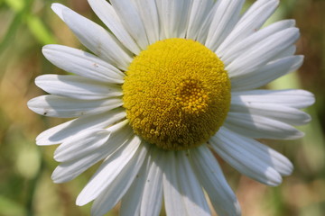 Fototapeta premium Closeup of a Wild Daisy In a Field
