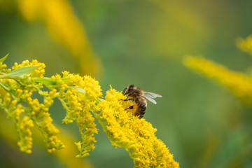 Honeybee on Goldenrod Flowers in Summer