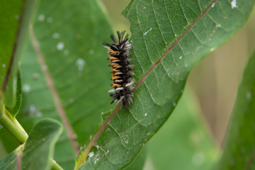 Milkweed Tussock Moth Caterpillar on Milkweed Leaf