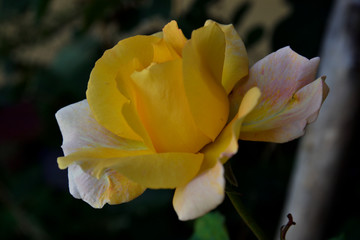 Fototapeta na wymiar Hermosa rosa amarilla en vista macro