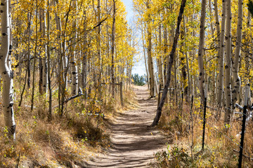 Dirt hiking trail winds through a golden fall aspen forest in the Colorado Rocky Mountains on a sunny fall day