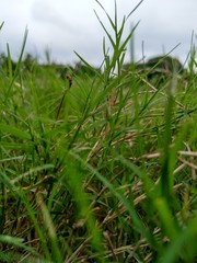 green grass with water drops