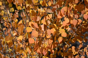 dark orange aspen leaves