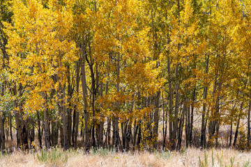 Obraz premium Colorful grove of aspen trees with yellow leaves in a Colorado mountain landscape