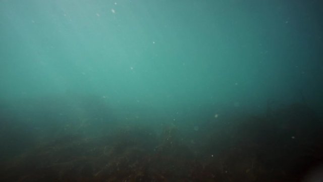 Northern sea lion mammal animal underwater in muddy water of Sea of Okhotsk. Group of Seals underwater of Sea of Okhotsk. Family seals of wild nature. Concept of pinniped animals underwater.
