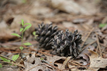 Pine Cones In the Forest