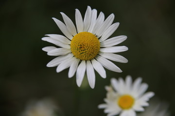 Fototapeta premium A Daisy Bloom In The Field