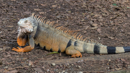 Iguana en Parque Natural