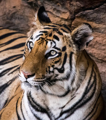 Fototapeta na wymiar A dangerous tiger look